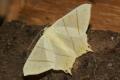 Moths: Swallow-tailed Moth (Ourapteryx sambucaria)